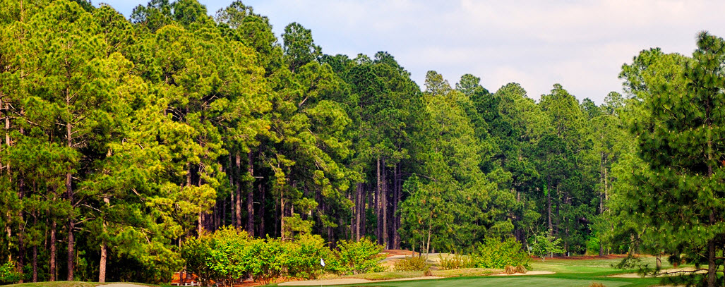 Image: Foxfire Resort & Golf